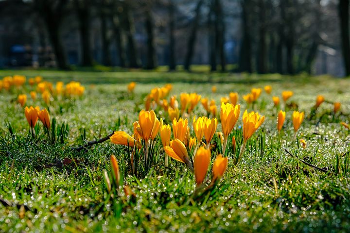 Yellow Flowers in Park