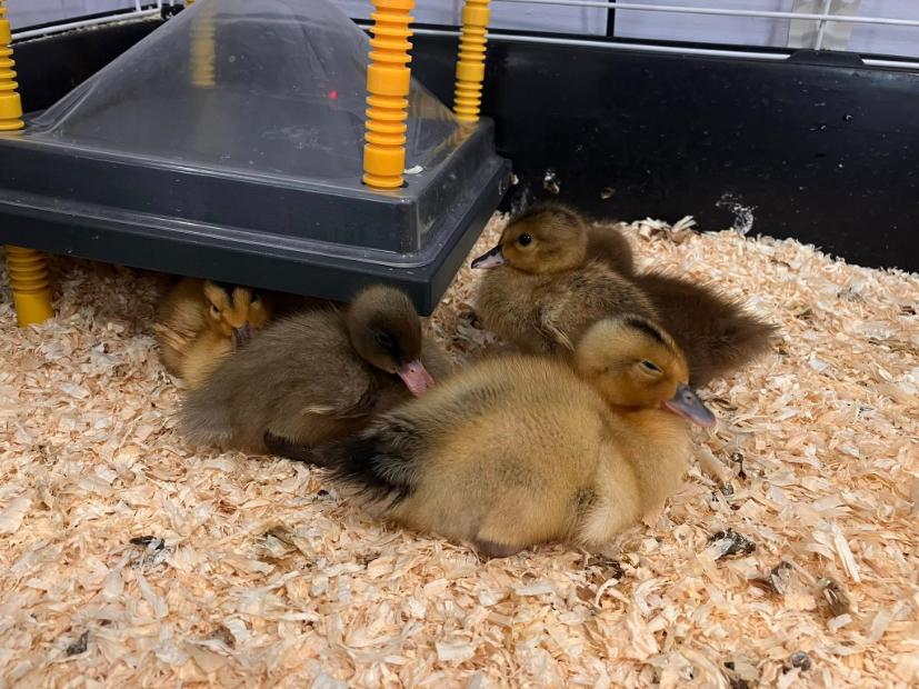 ducklings