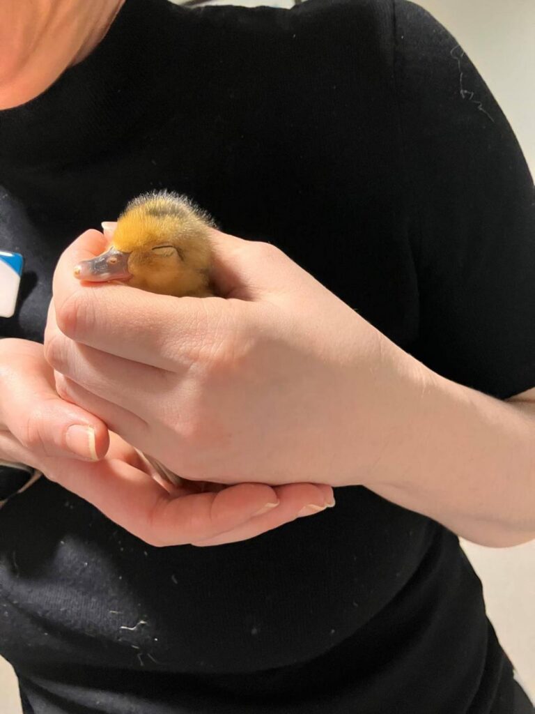 hands holding a duckling